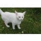Britisch kurzhaar-Perser - Katze
