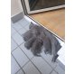 Britische Kurzhaar Kitte , Britisch Kurzhaarkatze - Kater