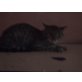 Britische kurzhaar - Katze