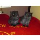 Britische / persische - Katze