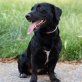 Britney, Labrador-Dackel-Mix - Hündin