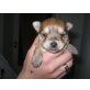Britney, Shih Tzu-Malteser Mix Welpe Welpen - Hündin