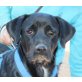 Britta, Labrador Mix - Hündin