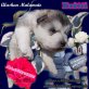 Britti, Alaskan Malamute Welpen - Hündin