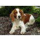 Brixi´s Pride, Welsh Springer Spaniel Welpen - Hündin