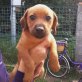 Brixie, Mix Welpen - Hündin