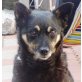 Brixy, Spitz Mix-Hündin - Hündin