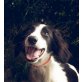 Brody, Setter-Münsterländer- Mischling Welpen - Rüde