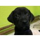 Brody, Weimaraner Mischling Welpen - Rüde
