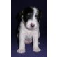 Brösel, Bo und Babo, Parson-Russell-Terrier Welpen - Rüde