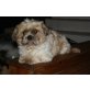 Brösel, Shih Tzu - Rüde
