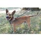 Broky, Dackel/Pinscher Mischling (kastriert), Dackel/Pinscher Mischling - Rüde