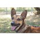 Broky, Dackel/Pinscher Mischling (kastriert), Dackel/Pinscher Mischling - Rüde