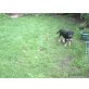 Brommel, Labrador-Mix-Welpen Welpen - Rüde
