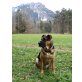 Bronko, Schäferhund-Mix - Rüde