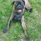 Bronx , Bullmastiff - Rüde