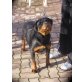 Brooklyn, Rottweiler - Hündin
