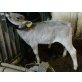 Brown Swiss - männlich