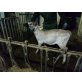 Brown Swiss - weiblich