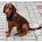 Brownie, Bracke-Mix - Rüde