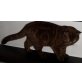 Brownie, Britisch Kurzhaarkatze - Kater
