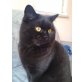 Brownie, Britisch Kurzhaarkatze - Kater