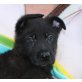 Brownie, Schäferhund Mix Welpen - Rüde