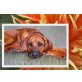 Brownridge, Rhodesian Ridgeback Welpen - Rüde