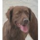 Browny, Spaniel-Labrador Mix - Rüde