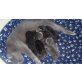Brtitsch Kurzhaar (grau)/Main Coon (dunkel) - Kater