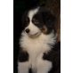 Bruce, Australian Shepherd Dog Welpen - Rüde