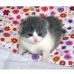 Bruce, Brandon, Bailey, Bridget, Britisch Kurzhaarkatze - Kater
