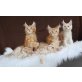 Bruce, Bruno und Big Boss , Maine Coon - Kater