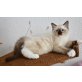 Bruce, Ragdoll - Kater