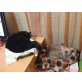 Bruma und Mozart, Zwei Schönheiten - Katze