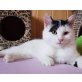 Brumi, Mischling - Kater