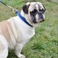 Brumik sucht nette Mops Liebhaber, Mops-Mischling - Rüde