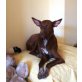 Bruni, Podenko Galgo - Hündin