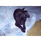 Bruni, Schäferhund-Mix - Hündin