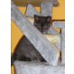 Bruno, Britisch Kurzhaarkatze - Kater