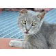 Bruno, EKH - Kater