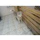 Bruno, Hasky-Schäfer - Rüde