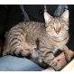 Bruno, Hauskater - Kater