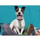 Bruno, Jack-Russel-Mischling - Rüde