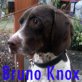 Bruno Knox, Kelb-tal-Kacca - Rüde