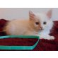 Bruno, Maine Coon - Kater