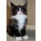 Bruno, Maine Coon - Kater