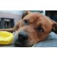 Bruno, Rhodesian Ridgeback - Rüde