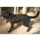 Bruno, Schnauzer - Rüde