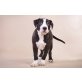 Bruno, Staffordshirebullterrier Welpen - Rüde
